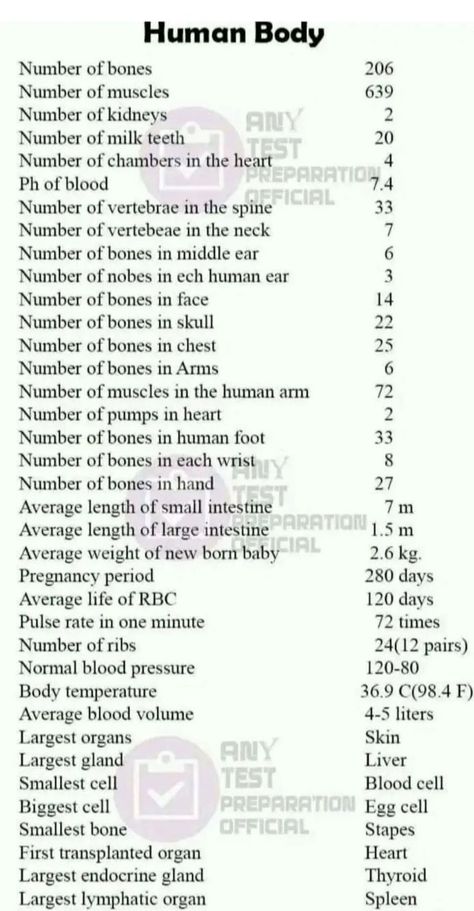 How Many Bones In The Body Human Anatomy, How Many Bones In Human, Human Body Limits, Human Body Knowledge, Basic Biology Terms, Science Basics Knowledge, General Science Knowledge, Anatomy Learning Tips, Basic Medical Knowledge