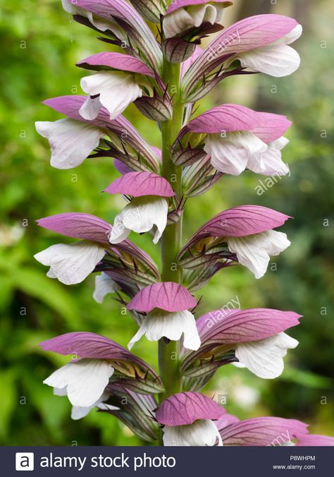 Download this stock image: Close up of the white flowers and pale purple bracts in a flower spike of the hardy perennial bear's breeches, Acanthus mollis, - P8WHPM from Alamy's library of millions of high resolution stock photos, illustrations and vectors. Acanthus Flower, Bears Breeches, Bears Breeches Plant, Pemphigus Vulgaris, Tall Purple Flowers, Acanthus Mollis, Oyster Plant, Hepatica Nobilis, Highbush Blueberry