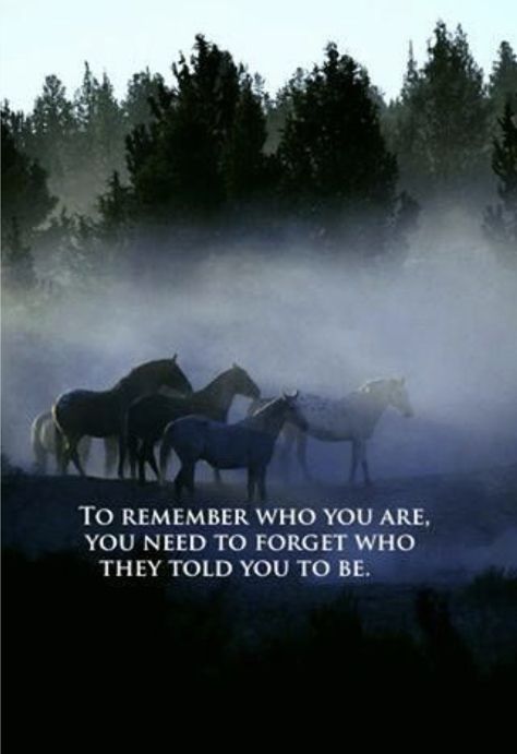 ☀️ Wild Horses Quotes, Equine Quotes, Cowgirl Quote, Inspirational Horse Quotes, Horse Riding Quotes, Equestrian Quotes, Cowboy Quotes, Beautiful Horses Photography, Riding Quotes