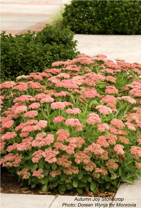 Showy succulents for snowy climates (Debra's WSJ article) Sedum Plant, Monrovia Plants, Sun Loving Plants, Best Perennials, Plant Catalogs, Border Plants, Wildlife Gardening, Woodland Garden, Perennial Plants