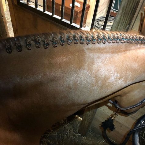 Hunter Braids Horse, Hunter Braids, Green Braids, Horse Braiding, Grooming Tips, Hunter Jumper, Show Horses, Hunter Green, Jumper