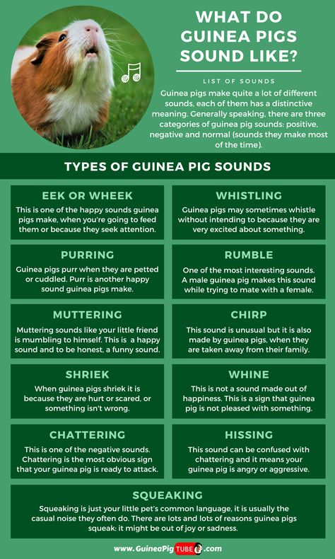 All animals have their own specific sounds and those sounds can mean anything. But how do guinea pig sounds manifest and what do they mean? In this blog post, you can read more about guinea pig sounds and meanings. Find out more about the specific sounds of guinea pigs and more about guinea pig body language. Use our blog post to recognize all guinea pigs sounds and what these sounds mean! #guineapigs #guineapigsounds #guineapigbehavior #guineapignoises Guinea Pig Ideas, Aesthetic Guinea Pig Cage, Guinea Pig Cage Ideas, How To Take Care Of Guinea Pigs, Guine Pig, Pig Facts, Guinea Pigs Funny, Pig Gif, Pig Ideas