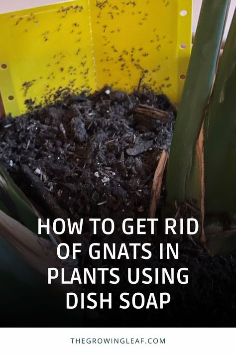 Say goodbye to pesky gnats in your plants! 🪴 Learn how to create a simple and effective DIY solution using dish soap to keep your indoor garden gnat-free. Get step-by-step guidance on making your own natural insecticide and safeguarding your plants against future infestations. 🌿 #PlantCare #GnatRemoval #DIYInsecticide Gnat Spray For Plants, Homemade Gnat Spray, Houseplant Gnats How To Get Rid, How To Get Rid Of Knats In My Plants, How To Get Rid Of Indoor Plant Gnats, How To Get Rid Of Soil Gnats, Kill Gnats In House Plants, Soil Gnats House Plants, How To Keep Bugs Off Plants