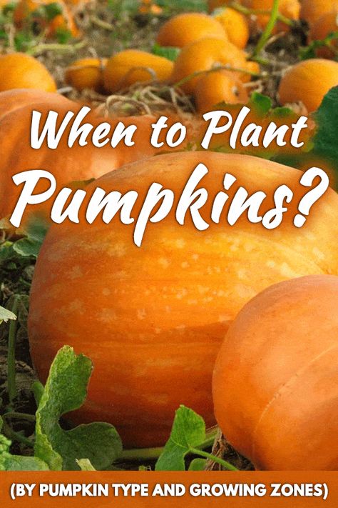 What is the best time to start planting pumpkins? When To Harvest Pumpkins, When To Plant Pumpkins, Pumpkin Varieties, Planting Pumpkins, Fall Gardening, Pumpkin Garden, Growing Pumpkins, Winter Storage, Homestead Gardens