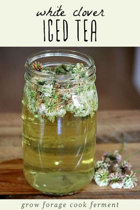 White clover iced tea is not only delicious, but is also high in vitamins and minerals. Learn how to make this tasty and refreshing foraged drink! #whiteclover #clover #clovertea #whiteclovertea #whiteclovericedtea #foraging #wildcrafting #herbalism Medicinal Weeds, Iced Tea Recipe, Wild Food Foraging, Foraging Recipes, White Clover, Edible Wild Plants, Foraged Food, Herbal Teas Recipes, Iced Tea Recipes