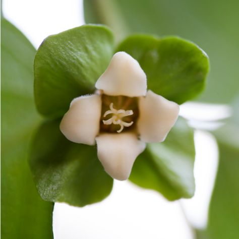 Persimmon Flowers, Home Orchard, Persimmon Homes, Persimmon Fruit, Winter Survival, Flash Sheet, Indigenous Americans, Sweet Potato Soup, Inspo Pics