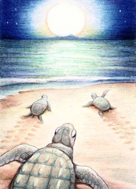 Sea Turtle Drawing, Sea Turtle Painting, Fish Designs, Beach Drawing, Turtle Drawing, Sea Turtle Art, Turtle Painting, Turtle Art, Pencil Art Drawings