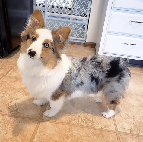 Corgi Mixed With Australian Shepherd, Australian Shepherd Corgi Mix Puppy, Corgi Australian Shepherd, Corgi Mix Puppies, Corgi Dog Breed, Cute Puppy Photos, Fluffy Corgi, Cardigan Corgi, Cutee Animals