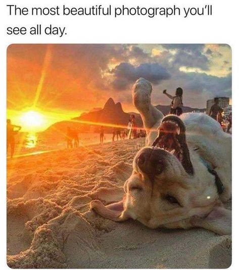 Sun doggo Humor Twitter, Love My Dog, Funny Animal Memes, Funny Animal Pictures, Dog Memes, Happy Dogs, 귀여운 동물, The Sand, Cute Funny Animals