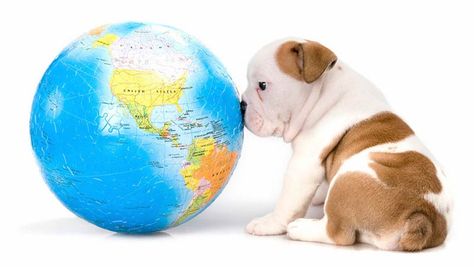 Foreign Rescue Dogs Breed Health Concerns, Undermine Adoptions – American Kennel Club Puppy Socialization, Dog Help, Airedale Terrier, Happy Earth, American Kennel Club, Pet Hacks, Dogs Of The World, Rescue Dogs, Dog Names