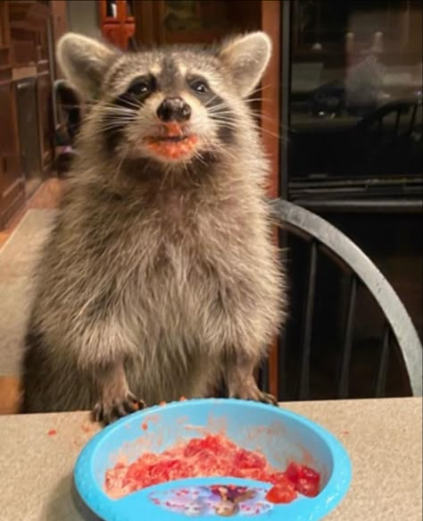 Buff Raccoon, Scary Raccoon, Wizard Raccoon, Silly Raccoon, Fat Raccoon, Raccoon Eating, Raccoon Drawing, Scottish Cow, Pet Raccoon