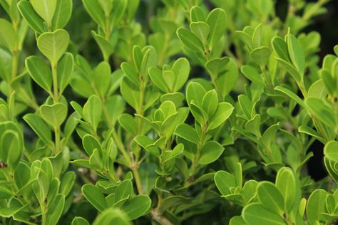 Winter Gem Boxwood (Buxus sinica var. insularis ‘Winter Gem') is a fantastic boxwood cultivar for people living in colder climates. Amazon Plant, Gem Boxwood, Boxwood Shrub, Korean Boxwood, Winter Gem Boxwood, Green Velvet Boxwood, Boxwood Shrubs, American Boxwood, Japanese Boxwood