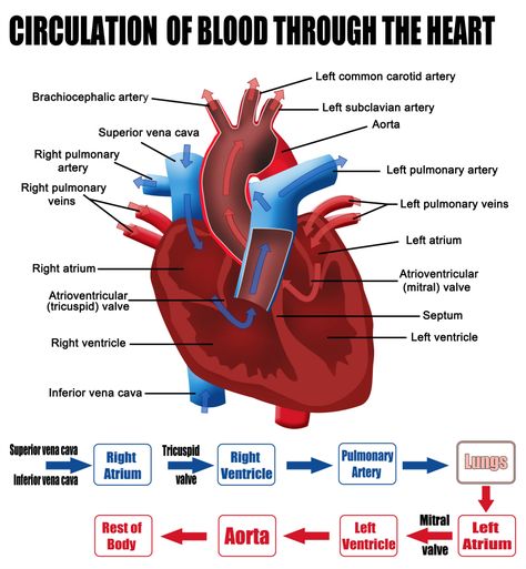 What are the parts that make up a human heart? Diagrams and More Veins And Arteries Diagram, Blood Flow Through The Heart, Heart Blood Flow, Nursing Cardiac, Human Heart Diagram, Physiology Notes, Body Muscle Anatomy, Future Pharmacist, Heart Circulation