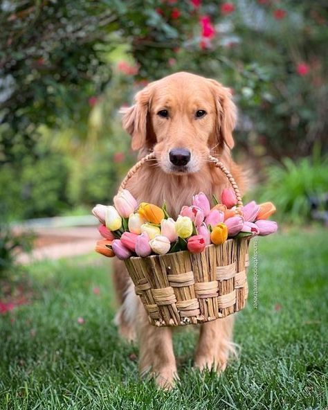 Chien Golden Retriever, Cute Ducklings, Dog Essentials, Dog Wallpaper, Sweet Dogs, Dog Photography, Dog Quotes, Funny Animal Videos, Dog Art