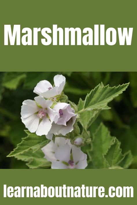 Marshmallow Althaea Officinalis, Medicinal Herb, Sugar Candy, About Nature, Wild Plants, Medicinal Herbs, The Common, Cairo, Garden Plants