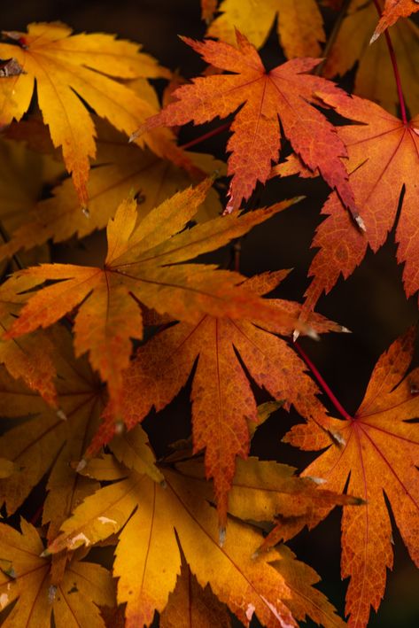 Brown maple leaves in close up photography photo – Free Brown Image on Unsplash Aesthetic Autumn Leaves, Autumn Leaves Aesthetic, Leaves Aesthetic, Autumn Leaves Wallpaper, Brown Image, Personalized Wallpaper, Fall Photography, Aesthetic Autumn, Leaves Wallpaper