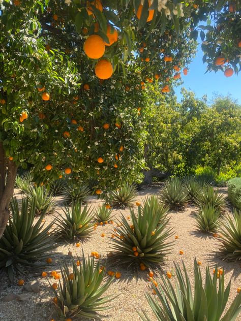 Orange summer season Ojai California fruit tangerine natural nature Ojai California Aesthetic, Ojai Aesthetic, Orange County Aesthetic, Southern California Aesthetic, California Autumn, Tragic Kingdom, Spring Moodboard, Ojai Wedding, Sweet California