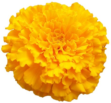 Yellow Marigold, Alpona Design, Flower Png Images, Yellow Petals, Transparent Flowers, Marigold Flower, Victorian Flowers, Flower Art Images, Flower Clipart