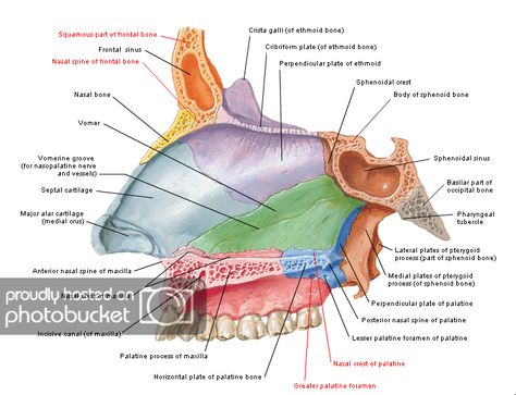 Oral Maxillofacial surgery: ANATOMIC CONSIDERATIONS IN NASAL BONE FRACTURE PART I: Bony part Nasal Septum Anatomy, Frontal Bone, Med School Notes, Science Anatomy, Human Muscle Anatomy, Maxillofacial Surgery, Nasal Septum, Oral Maxillofacial, Bone Fracture