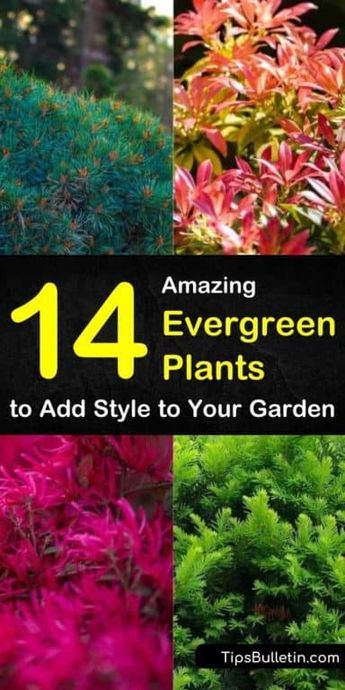 Find out which evergreen plants are best for full sun, for shade, for pots outdoors, and for indoor planting. We show you landscaping ideas for drought-tolerant shrubs and perennials that will stay green all winter. #landscaping #evergreens #plants Evergreen Plants For Shade, Drought Tolerant Evergreens, Evergreen Flowering Plants, Best Evergreens For Landscaping, Plants That Stay Green In Winter, Full Sun Evergreen Plants, Drought Tolerant Evergreen Shrubs, Evergreen Plants For Landscaping, Ever Green Plants