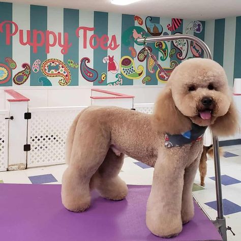 15 Best Goldendoodle Haircuts (With Pictures) Doodle Haircuts, Doodle Grooming, Goldendoodle Haircuts, Model Sailboats, Goldendoodle Grooming, Lamb Cuts, Puppy Haircut, Poodle Cuts, Golden Doodles