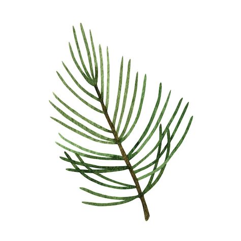 Green forest pine tree branch watercolor... | Premium Vector #Freepik #vector #spruce #pine-needles #pine #fir-tree Pine Illustration, Pine Tree Illustration, Pine Tree Branch, Branch Watercolor, Summer Greenery, White Pine Tree, Christmas Leaves, Norfolk Pine, Christmas Instagram