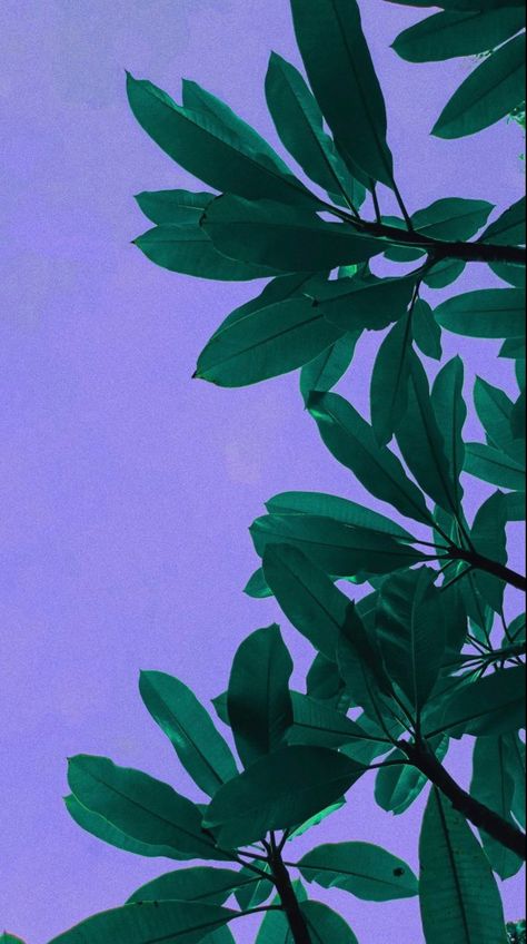 Green And Purple Ipad Wallpaper, Purple And Green Asthetics, Green Violet Aesthetic, Violet And Green Aesthetic, Purple And Green Wallpaper Iphone, Purple And Green Wallpaper Aesthetic, Purple Sky Wallpaper Iphone, Green And Purple Wallpaper Aesthetic, Purple Green Aesthetic Wallpaper