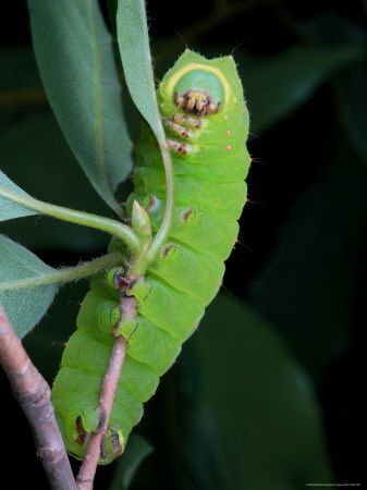 Luna moth larva Caterpillar Tattoo, Luna Moths, Hummingbird Moth, Lunar Moth, Moth Caterpillar, Last Day Of Summer, Beautiful Bugs, Creepy Crawlies, Luna Moth