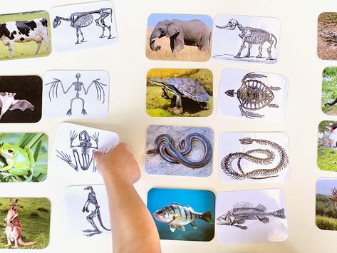 Montessori Zoology Activities, Animals Skeleton, Printable Animal Pictures, Animal Science Activities, Skeleton Project, Montessori Daycare, Mammals Activities, Classifying Animals, Animal Skeleton