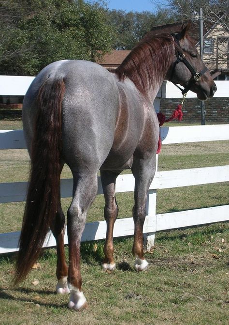 Liver Chestnut Roan. Same thing as a red roan only the red (chestnut) is a liver instead of a simple red tone. It's believed there is a modifier that is yet to be identified that says whether a horse will be a "simple" chestnut or a "liver" chestnut. Some believe sooty on chestnut causes the liver look. Dr Pets, Roan Horse, Unusual Horse, Rare Horses, Gorgeous Horses, Horse Pics, Horse Ideas, Horse Colors, Quarter Horses