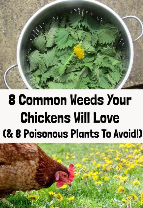 Chicken Proof Plants, Plants Around Chicken Coop, Chicken Care Backyard, Plants For Chickens, What To Feed Chickens, Treats For Chickens, Herbs For Chickens, Chicken Raising, Chicken Care