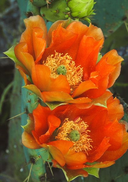 Prickly Pear Cactus Flower, Texas Cactus, Cactus Blossom, Prickly Pear Cactus Tattoo, Cactus Photo, Cactus Flower Painting, Prickly Pear Flowers, Cactus Paintings, Cactus Drawing