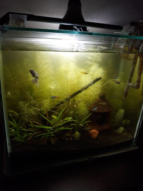 10-Gallon planted Tank has 2 female bettas, 5 neon tetra, 4 spotted danio(not sure)... otocinclus dwarf sucker fish... Sucker Fish, Neon Tetra, Planted Tank, Fish Tank, Neon, Fish, Plants, 10 Things