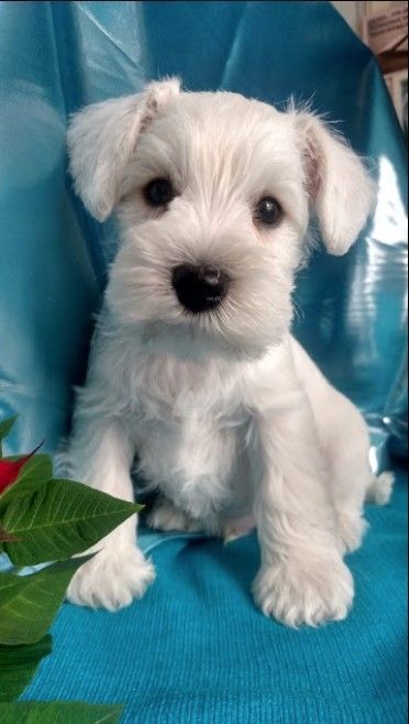 Teacup Schnauzer, Schnauzers Funny, White Miniature Schnauzer, Mini Schnauzer Puppies, Schnauzer Puppies, Miniature Schnauzer Puppies, Dog Aesthetic, Schnauzer Dog, Schnauzer Puppy