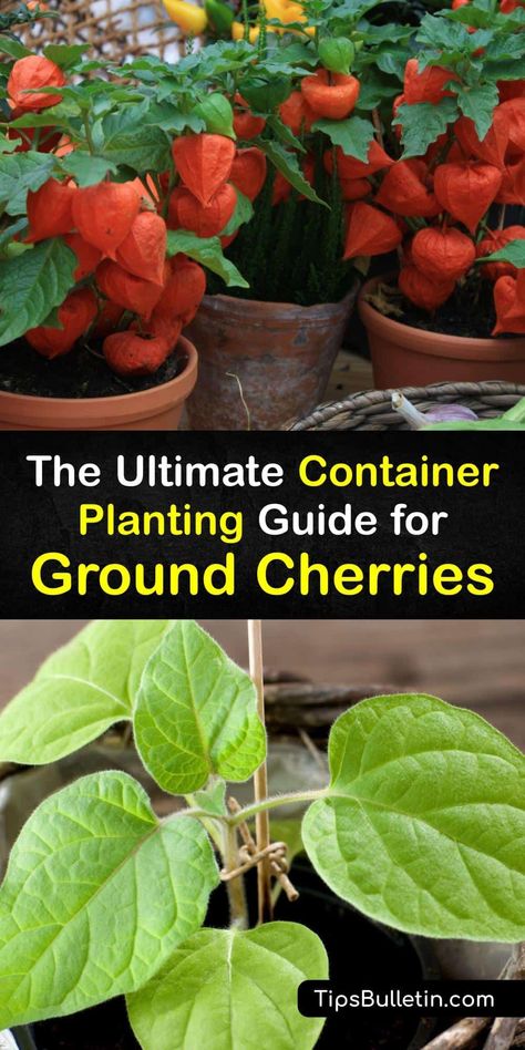 Ground Cherries Growing, Ground Cherry Plant, Ground Cherries, Ground Cherry, Growing Cherry Trees, How To Grow Cherries, Cherry Plant, Regrow Vegetables, Types Of Berries