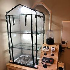 Mushroom Fruiting Environments | MycoLogic Mushroom Cultivation At Home, Mushroom Growing Room, Mushroom Fruiting Chamber, Grow Cabinet, Lighting Temperature, Mushroom Grow Kit, Mushroom Cultivation, Garden Mushrooms, Large Mushroom