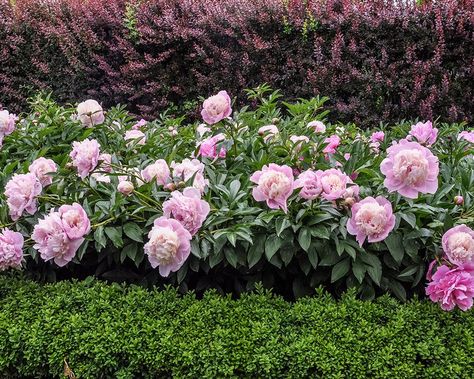 Planting Peonies, Planting, Peonies, Google Search, Flowers, Green, Pink