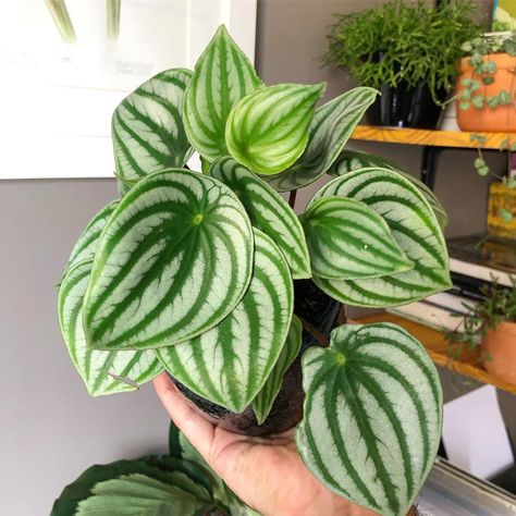 Peperomia Argyreia, Ficus Elastica, Plant Leaves, Plants, On Instagram, Pins, Instagram