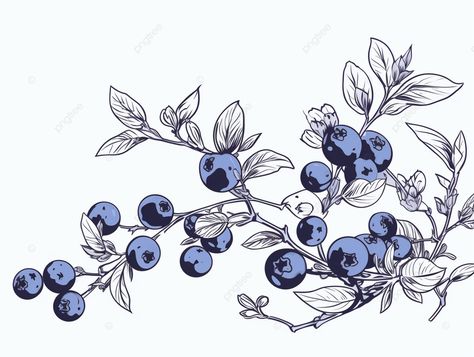 hand drawn drawing of blueberries Blueberry Branch Illustration, Vintage Blueberry Illustration, Hand Drawn Flyer, Blueberries Drawing, Blueberry Drawing, Blueberry Clipart, Blueberry Art, Bush Drawing, Vine Drawing