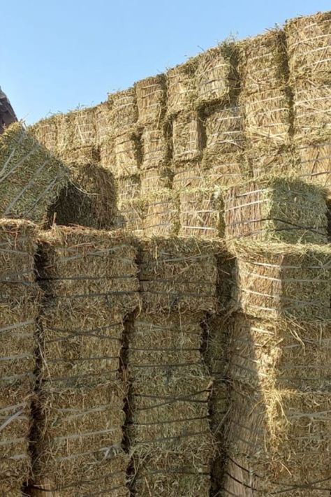 We offering 7kg to 8 kg bales , 9 to 10kg bales and custom as per need or demand by our customers. 

We also exporting Rhodes grass hay, Wheat straw hay,Lentil Straw hay,Pady Straw hay,Etc Related of Animals Feed Hay from Karachi port Pakistan. for any requirements please feel free to get in touch with us.

Best Regards! 

SAR TRADER INTERNATIONAL

Mr. Shahid Sanghera

WhatsApp, Call.: +92 303 7 222 888 Grass Hay, Hay Bales, Whatsapp Call, Wheat Straw, Trading Company, Rhodes, Wheat, Pakistan, Straw