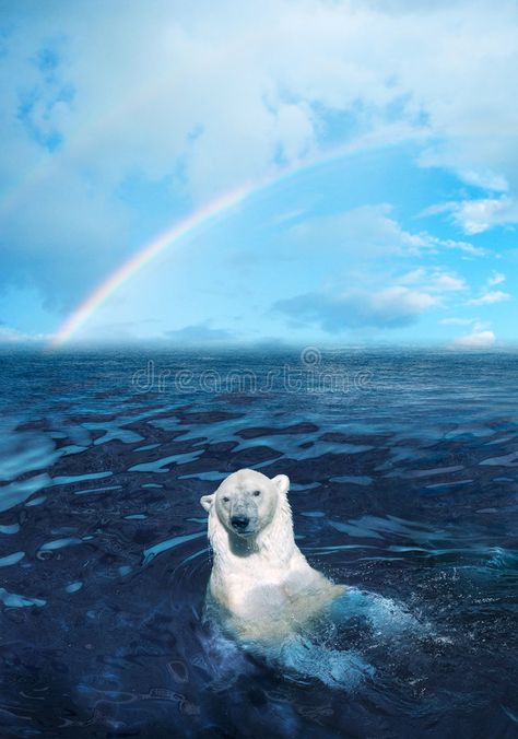 Polar bear. In the dark cold water, rainbow is on the background , #sponsored, #dark, #bear, #Polar, #cold, #background #ad Bear Swimming, Alaska Usa, Love Bear, Polar Bears, In The Ocean, Cute Bear, Animal Photo, A Rainbow, Animals Friends