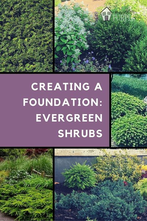 Evergreen Shrubs create a solid landscape foundation | PrettyPurpleDoor.com Evergreen Borders, Landscape Layering, Landscaping Slope, Evergreen Foundation Planting, Backyard Border, Foundation Shrubs, Happy Landscape, Shrubs For Landscaping, Perennial Garden Plans