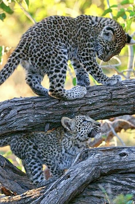 Big Cat Family, Leopard Cub, Wallpaper Floral, Incredible Creatures, Majestic Animals, Cat Family, Leopards, Computer Wallpaper, Maine Coon