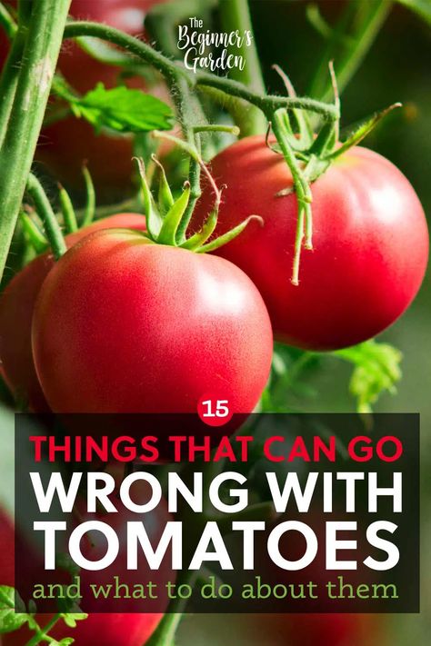 Tomato growing can present challenges -- whether that's problems with tomato leaves, fruit, or growth in general. Whether you're gardening in raised garden beds, container gardens, or in the ground, these are the 15 most common tomato growing problems you might encounter and how to prevent or fix them. Tomato Problems, Tomatoes In Containers, Potato Gardening, Tomato Growing, Garden Tomatoes, Growing Tomatoes In Containers, Tomato Plant, Gardening Diy, Bottle Garden