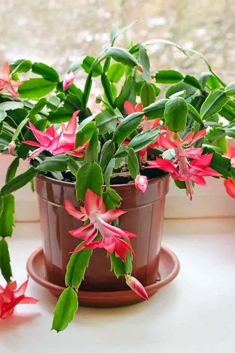 While Christmas cacti typically bloom during the holiday season, they can be coaxed into flowering more often. This article outlines how to get your Christmas cactus to bloom several times a year. Learn about the critical factors such as light, temperature, and watering that promote repeated blooming, and how to adjust these conditions for continuous floral displays. How To Get Christmas Cactus To Bloom, Christmas Cacti, Christmas Cactus Flower, Light Temperature, Indoor Cactus, Air Plants Care, Cactus Care, Banana Tree, Succulent Care