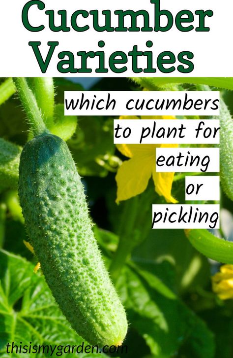 Types Of Cucumbers To Grow, Best Cucumbers For Pickles, How To Grow Pickling Cucumbers, Growing Pickling Cucumbers, Plant Vegetable Garden, Cucumber Growing, Garden Cucumbers, Cucumber Plants, Gemüseanbau In Kübeln