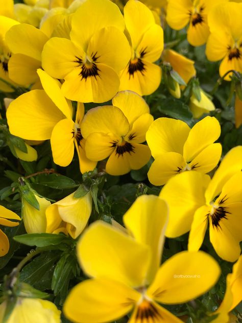 Yellow Pansy Flower, Yellow Pansies, Yellow Pansy, Pansy Garden, Phone Widget, California Wildflowers, Midnight Kisses, Balcony Flowers, Flowers Background