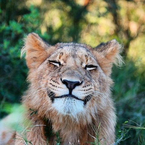 ♥️ Regard Animal, Smiling Animals, Lion Love, Animals Photography, A Lion, Happy Animals, Animal Photo, Beautiful Cats, Big Cats