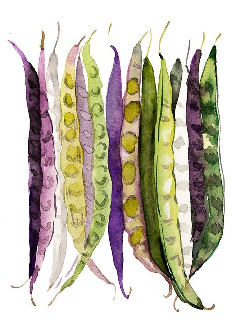 Enya Todd Illustration, Beans Drawing, Bean Drawing, Beans Illustration, Bean Illustration, Watercolor Food Illustration, Veggie Art, Vegetable Painting, Vegetable Illustration