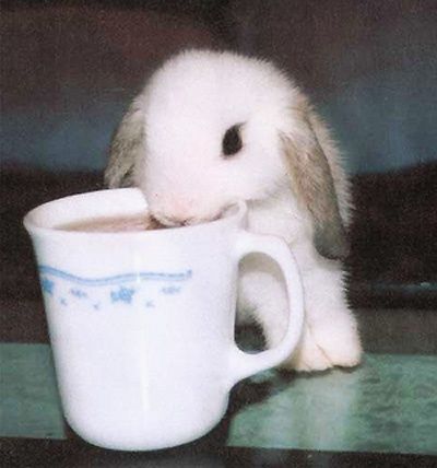 Cute Bunny Rabbits Drinking Coffee | Found on cutecute.us Bunny Pictures, Mia 3, Year Of The Rabbit, A Bunny, Silly Animals, Baby Bunnies, 귀여운 동물, Cute Bunny, Bunny Rabbit